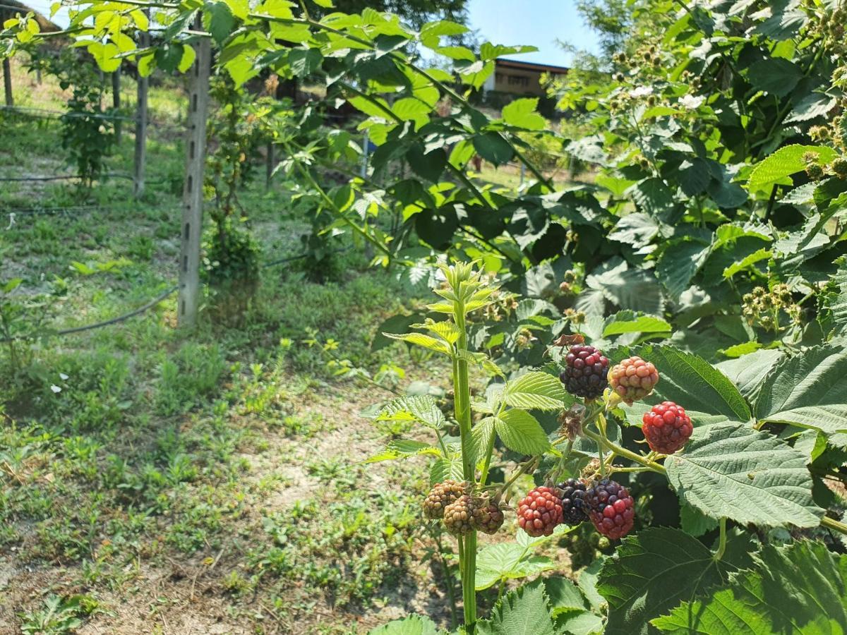 Agriturismo Il Burlino Apartments Lerma Eksteriør billede