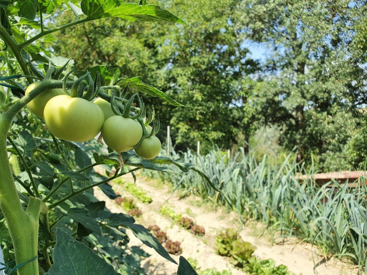 Agriturismo Il Burlino Apartments Lerma Eksteriør billede